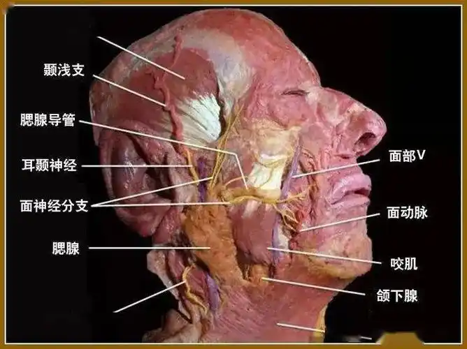 颜面整形要熟知面神经及其分支