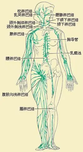 人体淋巴循环系统,你了解吗?