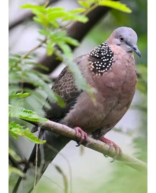 珠颈斑鸠/好漂亮的鸟