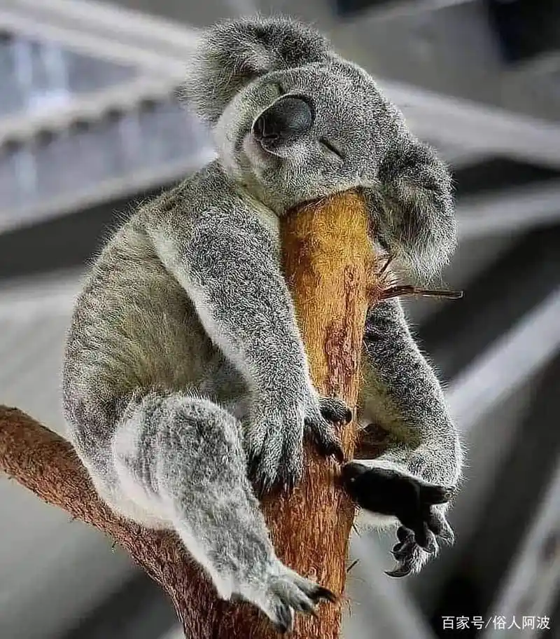 各种各样的动物有趣的一刻