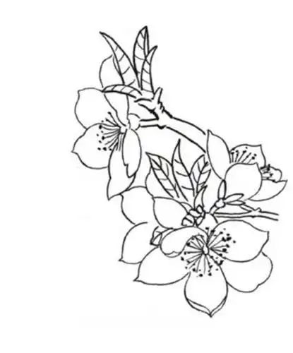 古树杏花树简笔画