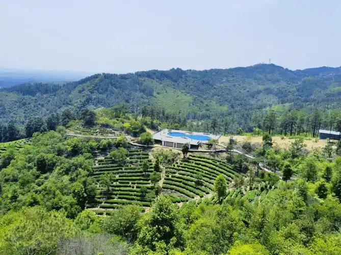 美爆了江门竟藏着这么多茶园小姐姐带你打卡五一约起