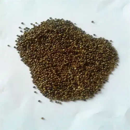 求购甘草籽|甘草籽供应-北方药材种子公司