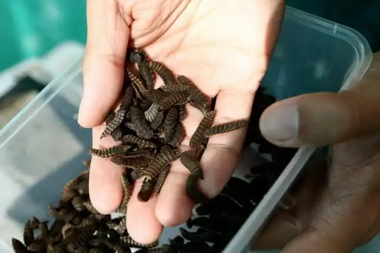 黑水虻幼虫的生活习性