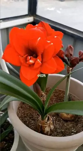 朱顶红国王戴丝