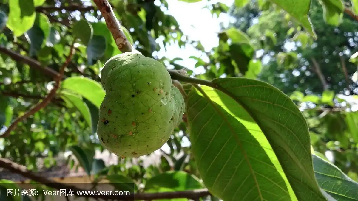 猴果,猴杰克,巴尔哈,树果