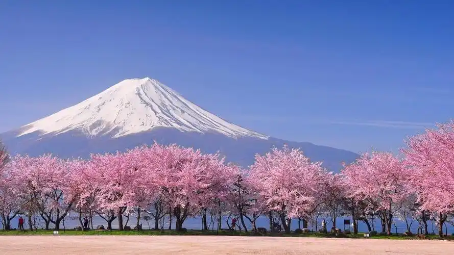 富士山下盛开的樱花树,高清图片-纯色壁纸