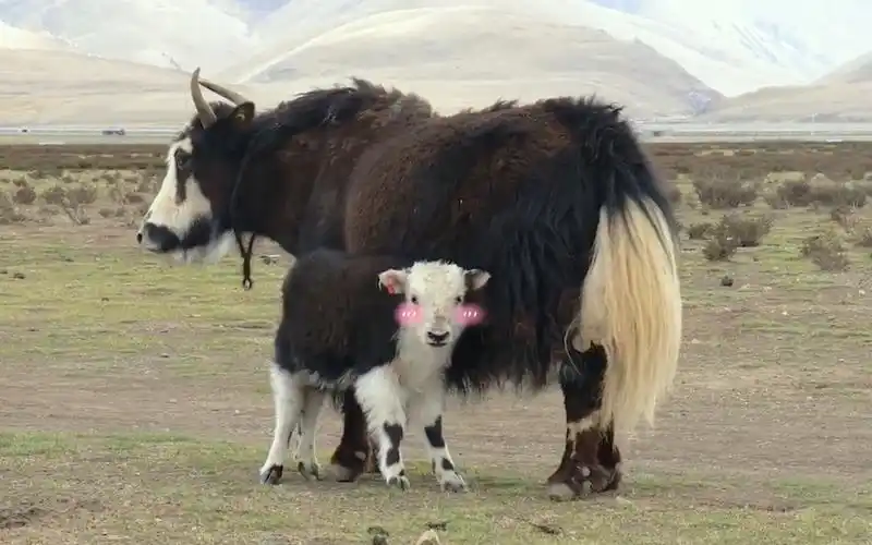 牦牛奶粉厂家:可爱的小牦牛吃奶发现被拍摄,害羞不吃了!