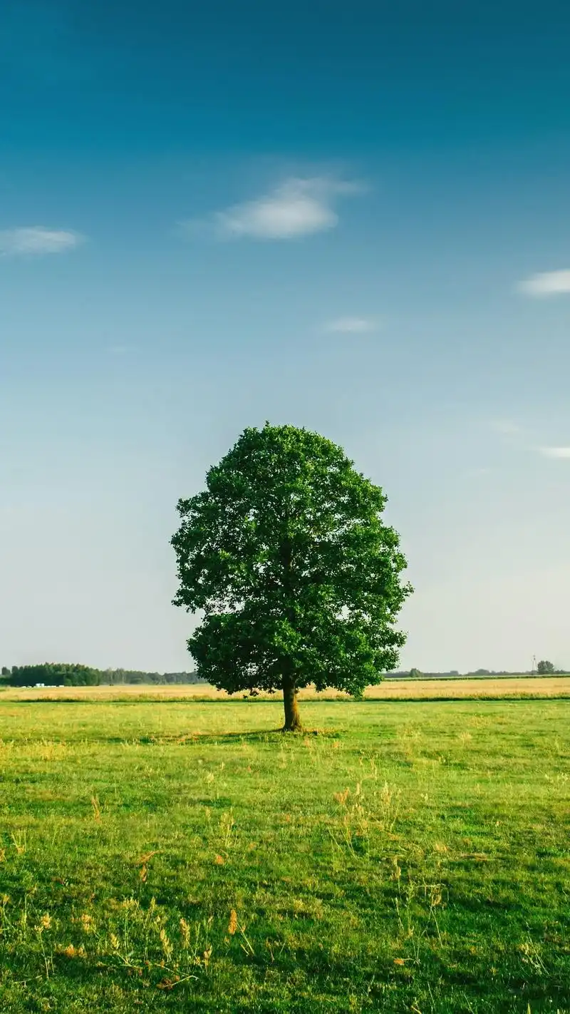 一棵树手机壁纸,分辨率均为1080x1920像素(1080p全高清),风格多为唯美