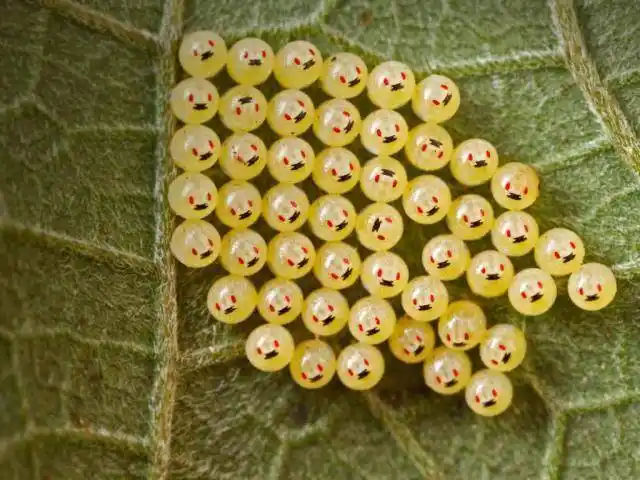 叶子上的臭虫的卵,马达加斯加   paul bertner/minden pictures)