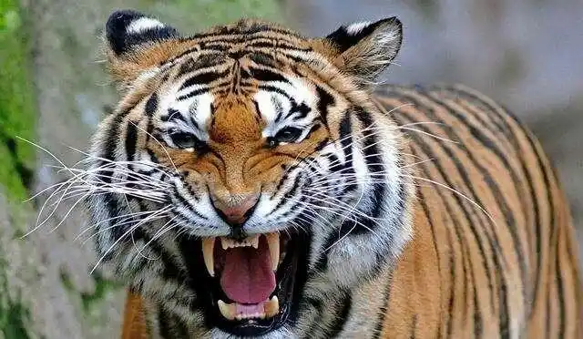 张着血盆大口的老虎.