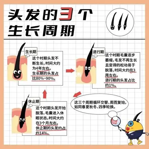 防脱必看601560156015头发的31566个生长周期