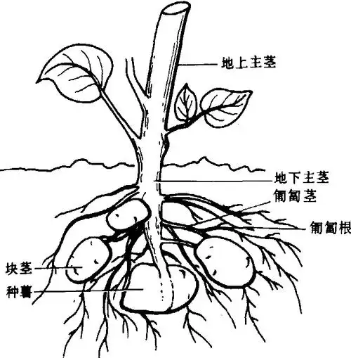 别名土豆,山药蛋,洋芋,地蛋,荷兰薯.普遍栽培的马铃薯种是s.