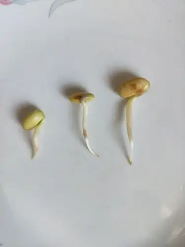 观察黄豆发芽的过程