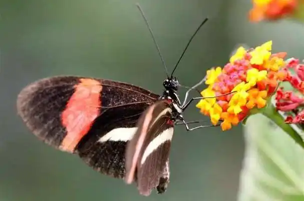 盘点世界上十大最珍贵的蝴蝶!