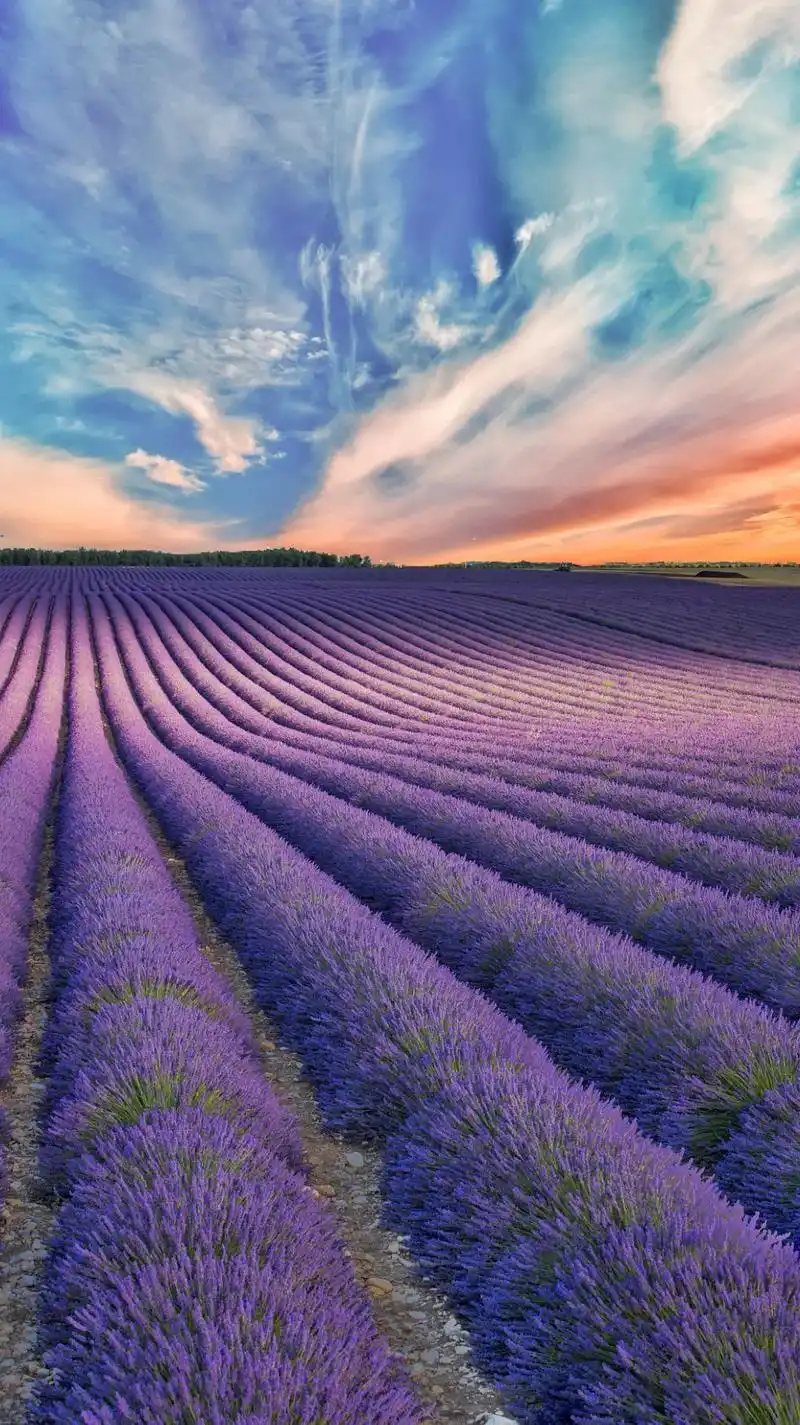 晚霞下的薰衣草花海.#图文伙伴计划 一簇簇熏衣草却开得更加热 - 抖音