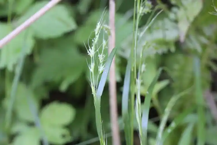 庆元植物1205-禾本科-羊茅属-小颖羊茅