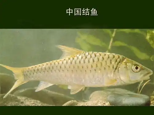 一些我国常见的淡水鱼(带图片)ppt