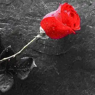 麻木不堪的心瞬间结冰