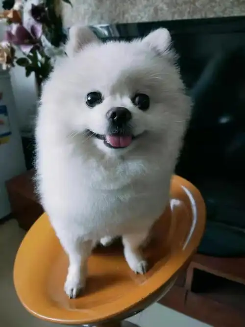 寻白色博美犬,酬谢2000元,回报好心人