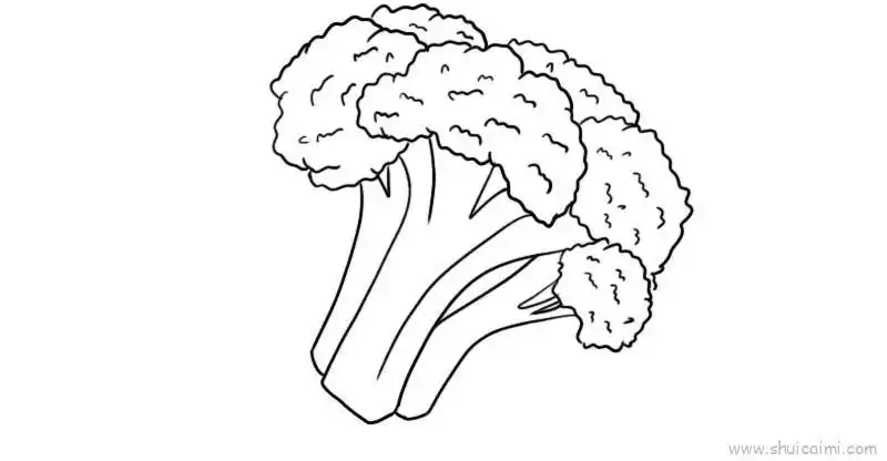 西兰花儿童画怎么画 西兰花简笔画简单
