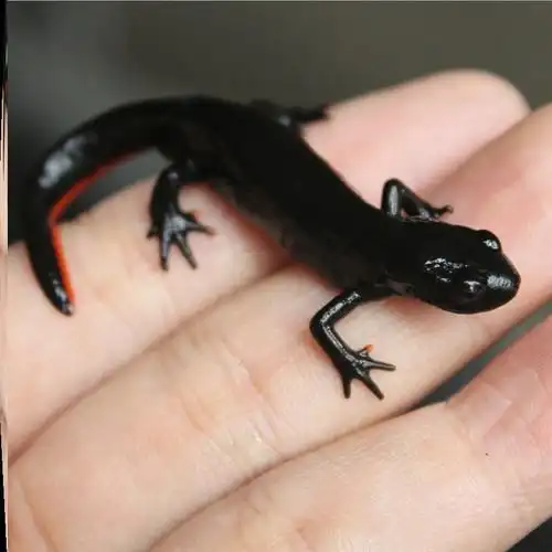 耐养的鱼小龙鱼恐龙鱼观赏鱼六角恐龙鱼宠物小精灵小火龙宠物淡