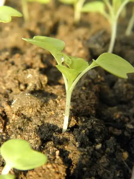 记录小白菜的生长(2010-11-13更新)