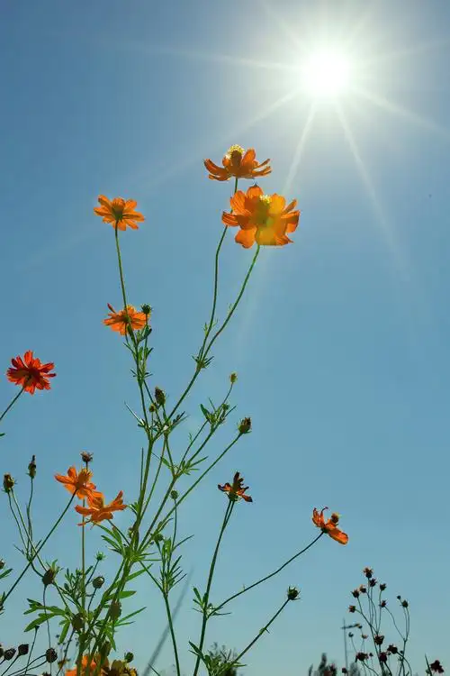 炎炎夏日,烤焦了大地