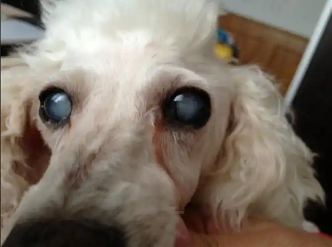 我家贵宾的瞳孔变成白色的了,是什么症状啊?_百度知道