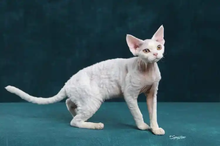 德文雷克斯德文卷毛猫