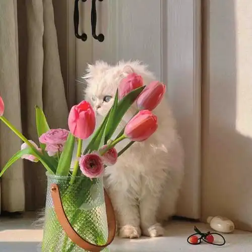 头像##微信背景图##猫