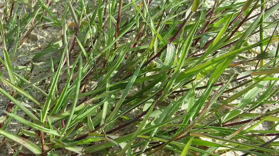 最详细的六大常见草坪草种品种介绍