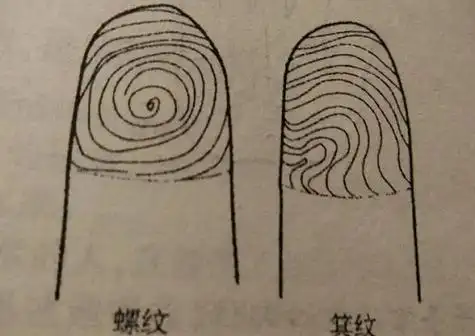 手指螺纹代表什么,手指没有螺纹代表什么_唐源算命网