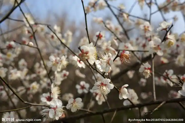 rgb100共享分举报收藏立即下载关 键 词:乌梅花 梅花 腊梅 梅 乌梅之