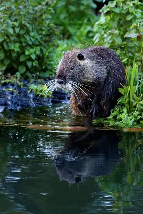 在欧洲斯特拉斯堡拍到的这只大水老鼠个头真不小.这应该是"河狸".