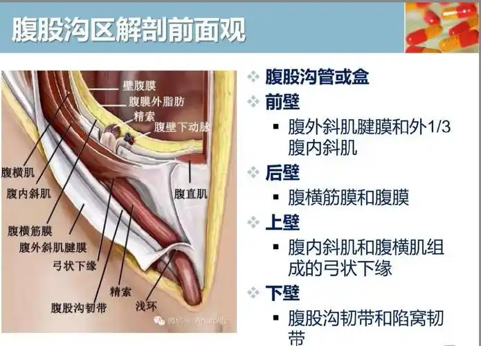 许昌市中医院外(2)科,科普系列(二)之腹股沟区解剖再认识! - 美篇