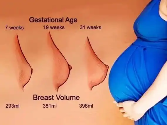 孕期乳房往往变化巨大,过程具体是什么呢?这些变化都正常吗?