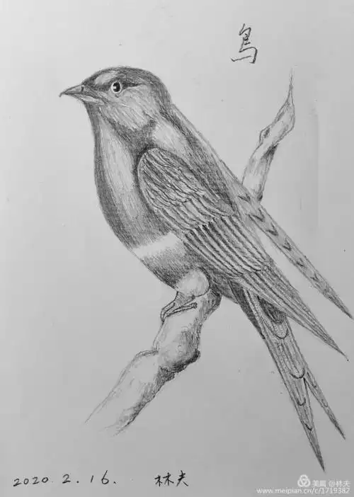 飞禽素描画 - 美篇