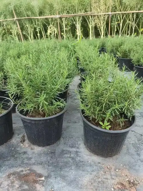 迷迭香苗圃直供价格优惠,迷迭香大量批发