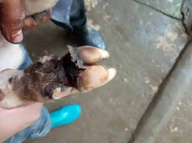 牛腐蹄病的症状和治疗,赶快收藏学习!_消炎_消毒_情况