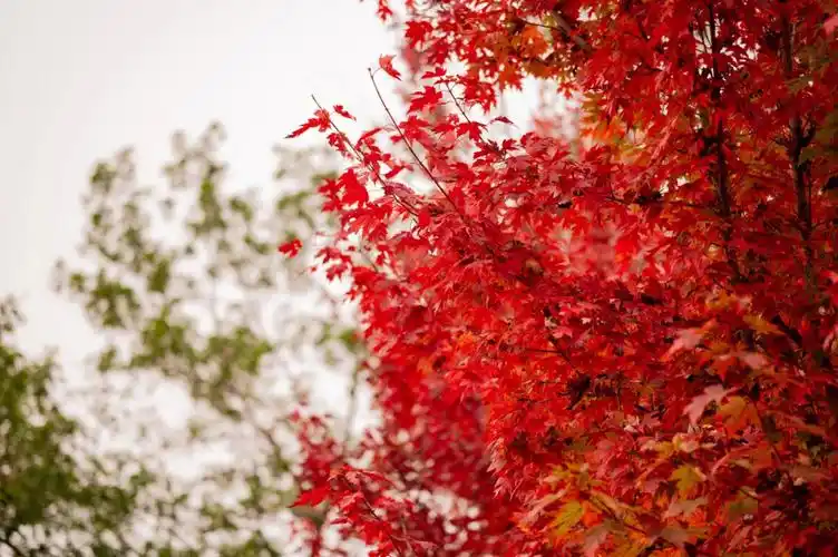枫叶泛红秋正浓