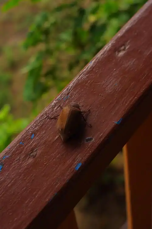 栏杆扶手上的"铁豆虫"