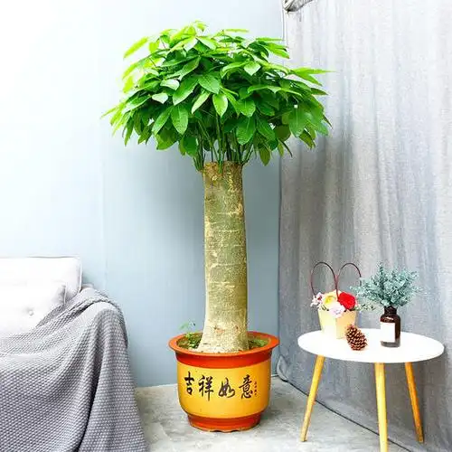 特大号豪华粗杆发财树发财王开业开张乔迁送礼领导办公室公司高约1米6