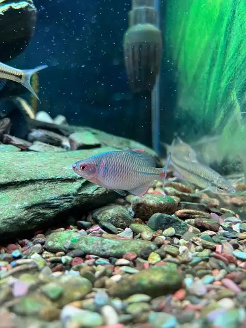 北方鳑鲏发色了