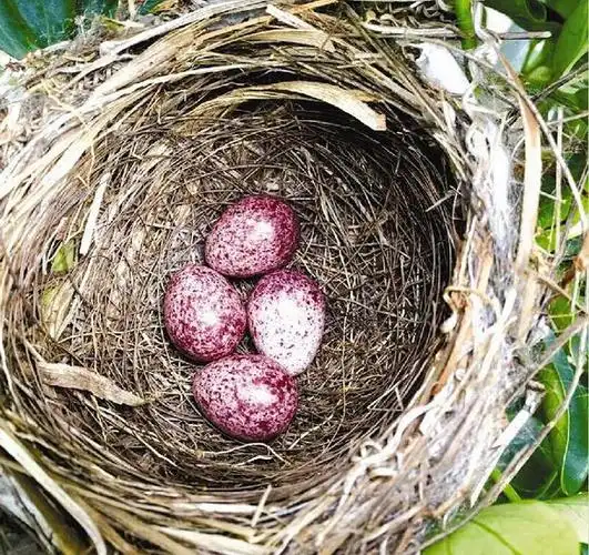 展开全部 这是白头翁的蛋