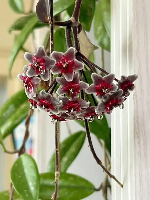 深红色的球兰开花了繁星满天