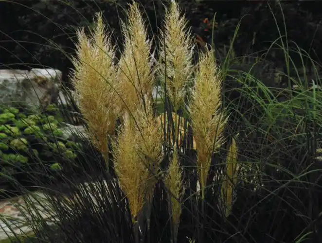 蒲苇 禾本科蒲苇属