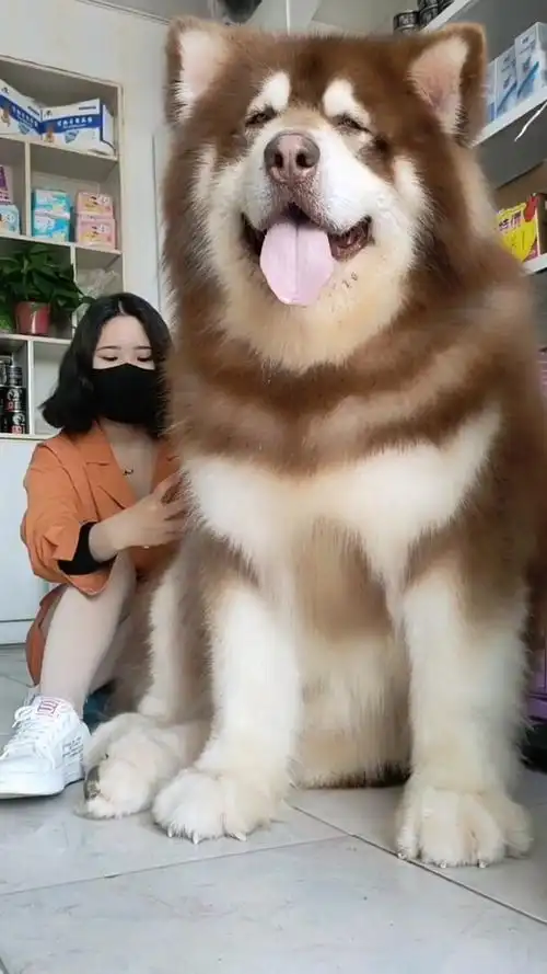 红色巨型阿拉斯加犬