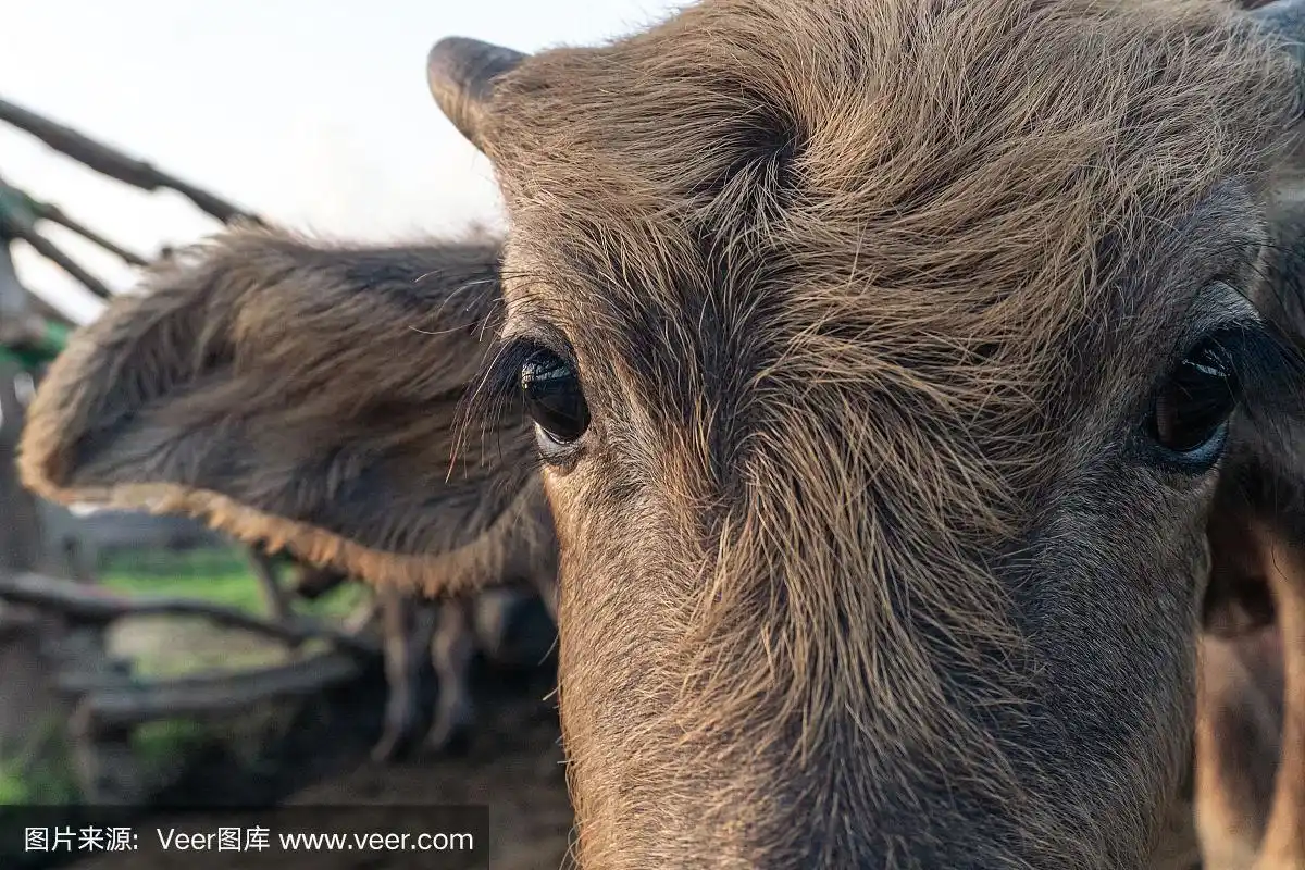 水牛眼睛的特写