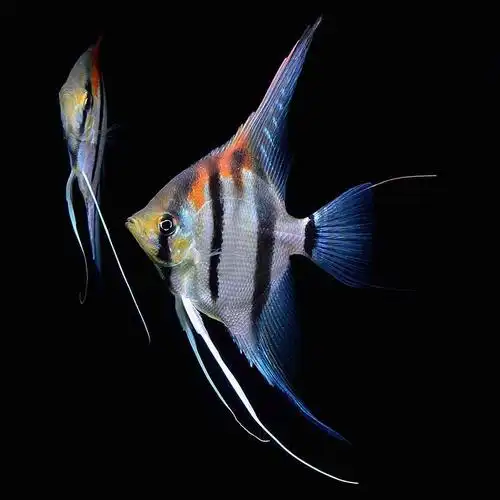 红背玛卡伊莎贝尔埃及神仙燕鱼热带鱼